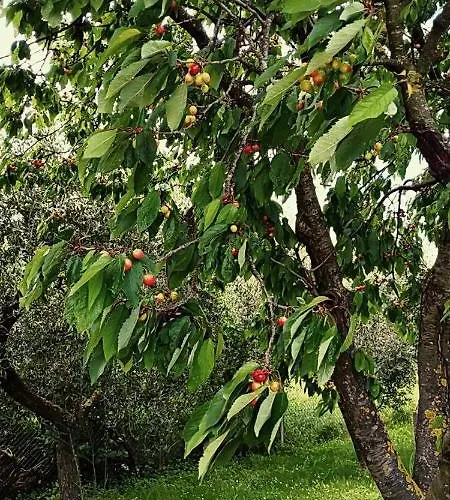 Cielo E Terra Ecoresort *